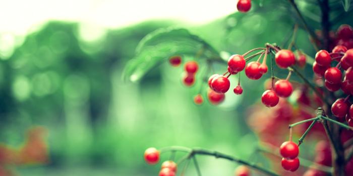 2560x1600 Red Berries ❤ 4K HD Desktop Wallpaper for 4K Ultra HD TV • Dual