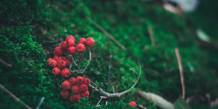 1920x1200 Berry wallpaper HD | Latest Wallpapers HD