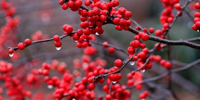 1366x768 Berries Macro Nature Hd Wallpaper | Opera Wallpapers