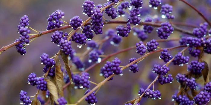 2048x1361 298 berry wallpapers wallpaper | wallpaper tags | Wallpaper Better