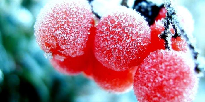 1920x1200 HD Nature Wallpaper, Rowan, Red, Winternature, Snow, Fruits, Cool