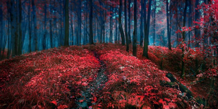 1920x1200 Download hd 1920x1200 Forest desktop wallpaper ID:348205 for free