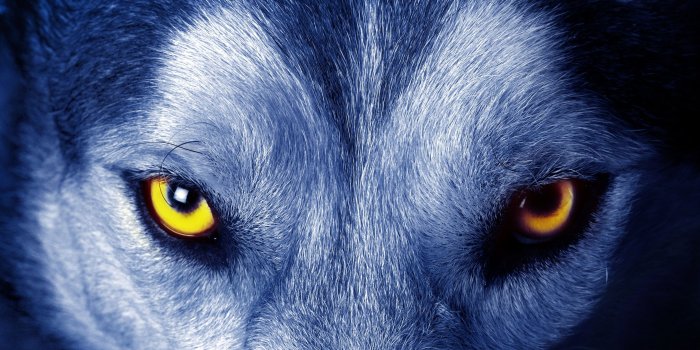 2880x1800 60+ Wolf Eyes Wallpapers - Download at WallpaperBro