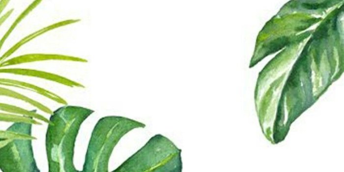 720x1280 Lamia on ideas | Plant wallpaper, Watercolor plants, Leaves