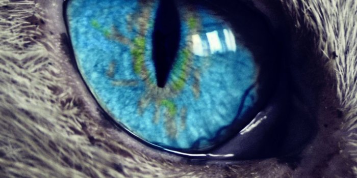 1080x1920 Free HD Cat Eye Phone Wallpaper...1020