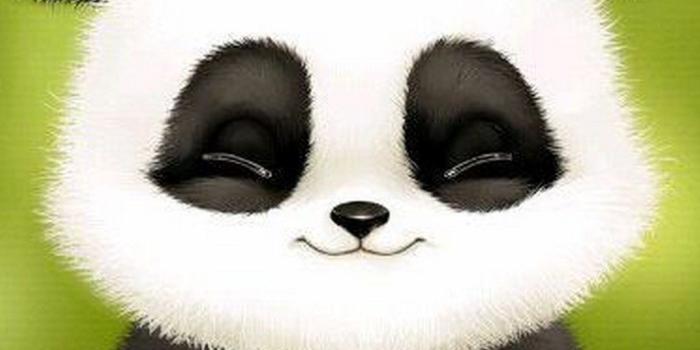 1080x1920 Cute Panda Wallpaper For Phone | Best HD Wallpapers | Wallpaperscute