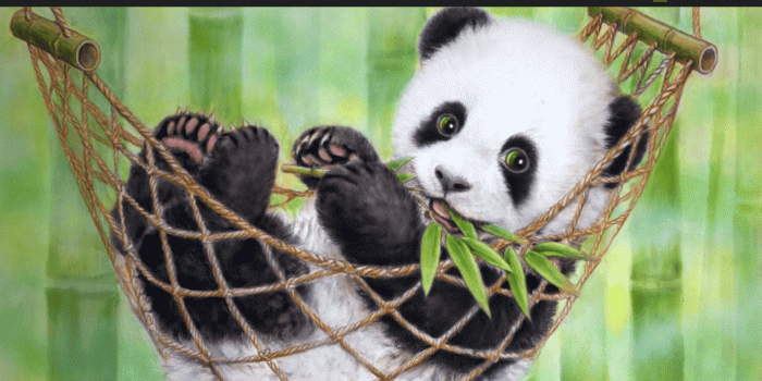 1280x720 Panda Wallpaper