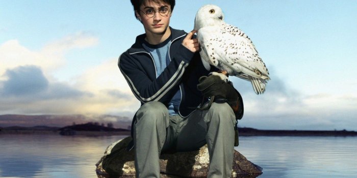 1920x1080 Hedwig Wallpapers