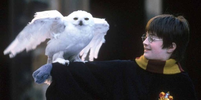 1024x768 Hedwig Wallpapers