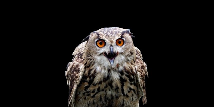 2560x1600 Hedwig Wallpapers