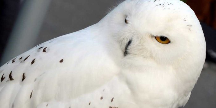 1032x774 Hedwig iPhone Wallpapers - Top Free Hedwig iPhone Backgrounds