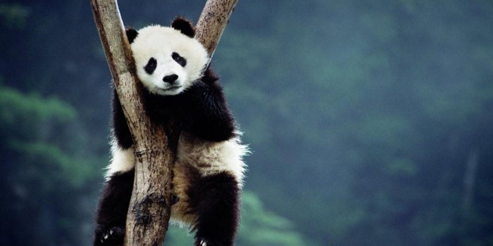 1920x1200 Panda HD Wallpaper (79+ images)