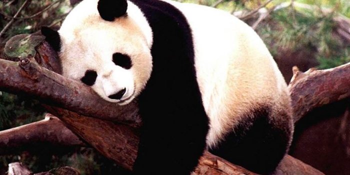 1024x768 Free Panda Wallpaper - Animals Town