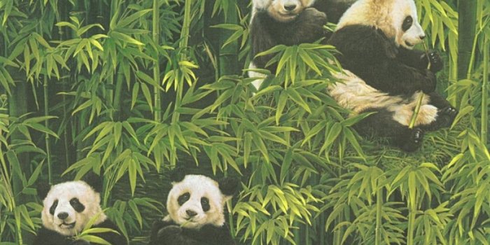 1000x1000 AS Creation Panda Pattern Wallpaper Bamboo Forest Embossed Vinyl 336351