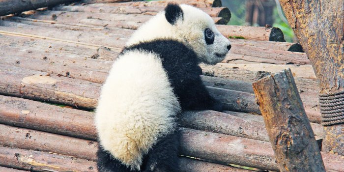 1920x1080 Lovely black and white Cute Panda Wallpaper - Wallpaper Stream