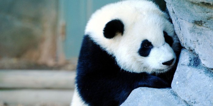 1920x1200 Baby Panda Wallpapers (75+ background pictures)