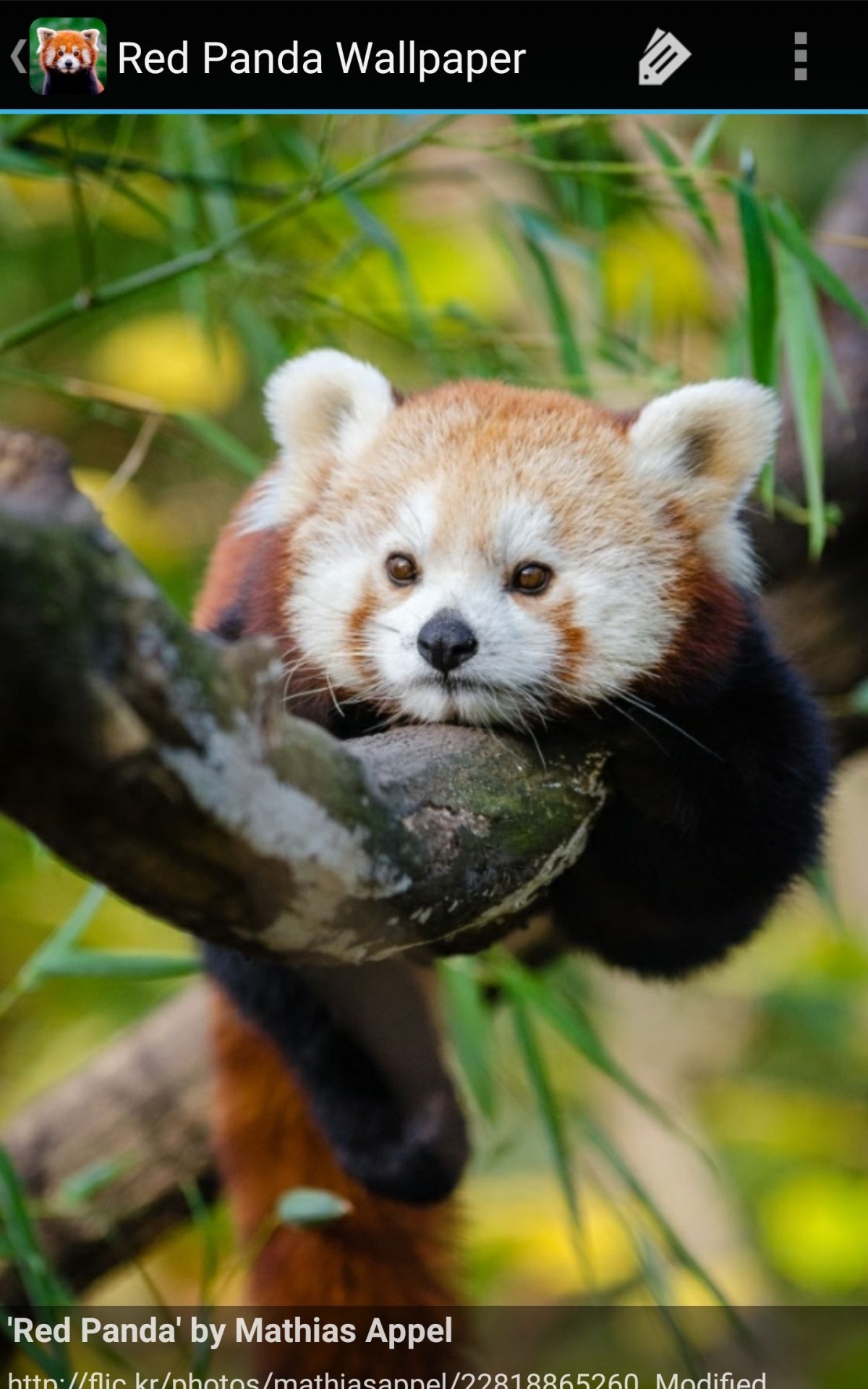 1200x1920 Amazon.com: Red Panda Wallpaper: Appstore for Android