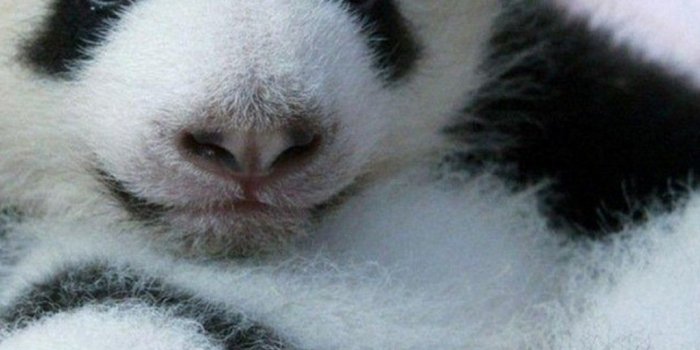 1080x1920 Baby Panda Wallpaper For Android - 2019 Android Wallpapers