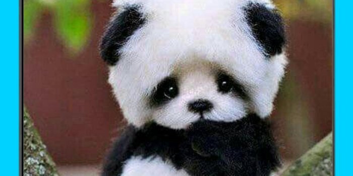 1080x2160 Cute Panda Wallpaper HD for Android - APK Download