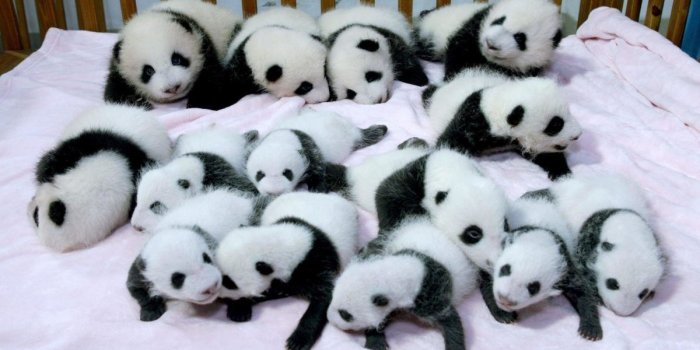 1200x770 Baby Panda Wallpapers HD