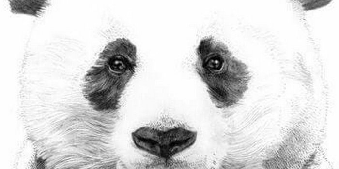 1080x1920 Panda Wallpaper For Phone | 2019 Cute Wallpapers