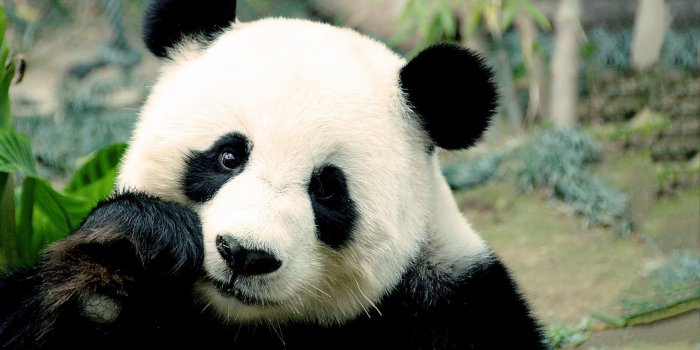 1920x1080 Cute Panda Wallpaper HD