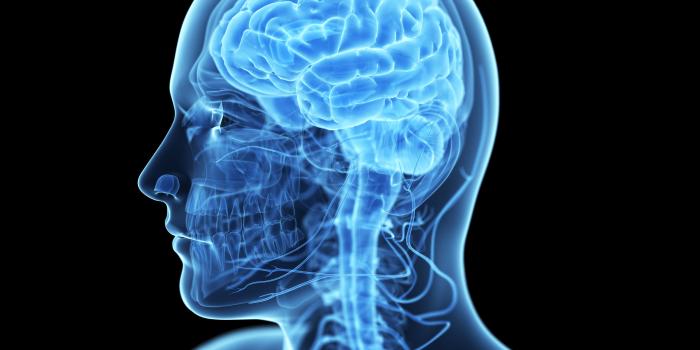 5000x3750 brain, Anatomy, Medical, Head, Skull, Digital, 3 d, X ray, Xray