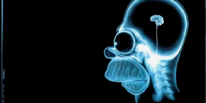 1024x768 Homers Xray Brain Wallpaper Free HD Backgrounds Images Pictures