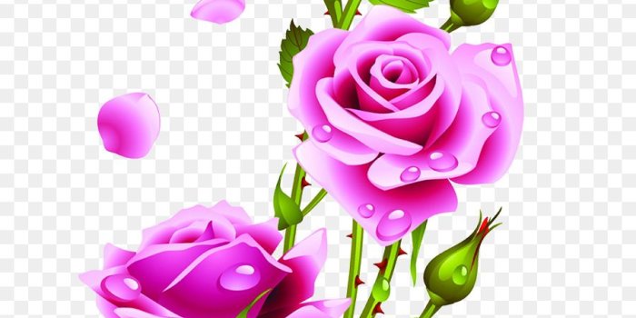 900x1200 Pink Flower Cartoon png download - 830*1200 - Free Transparent Rose
