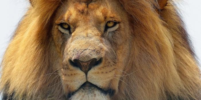 1920x1080 Download Wallpaper leo lion face scar, 1920x1080, Old lion with scars