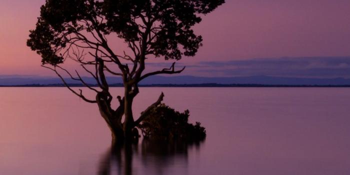 1440x2560 Wallpaper Sunset, Calm, Tree, Reflection, 4K, Nature, #9325