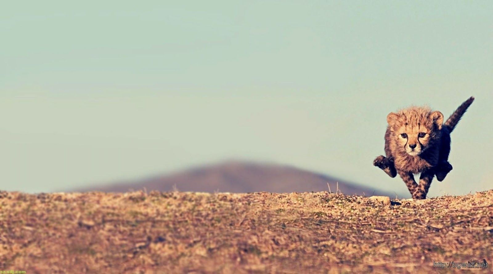 1600x890 Baby Cheetah Running Wallpaper | Wallpapers Glitter