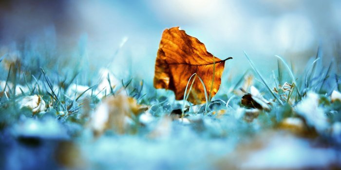 2560x1440 Nature Leaves Unique Photography Wallpaper HD Free Download