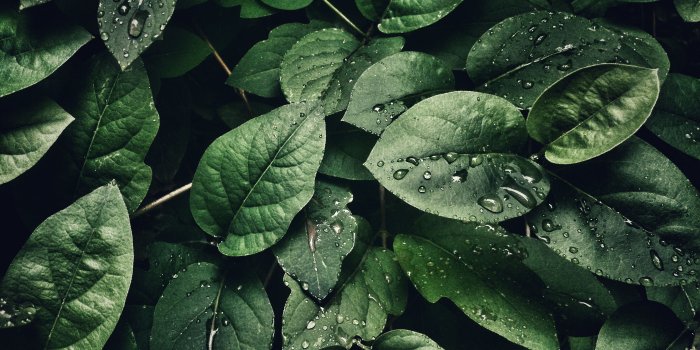 4128x3096 Close-Up Photography of Leaves With Droplets · Free Stock Photo