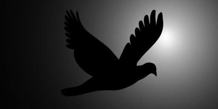 720x1280 Flying Bird Photography Wallpaper- [720x1280]