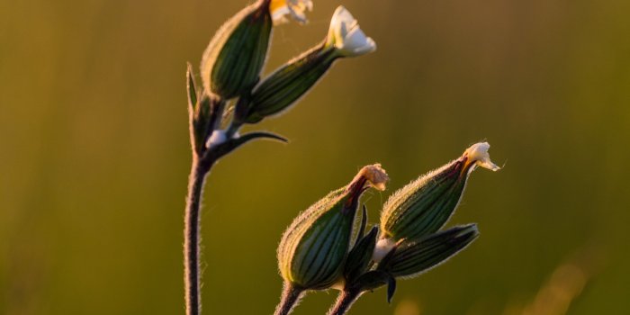 4000x6000 Close-up photography of white petal flower HD wallpaper | Wallpaper