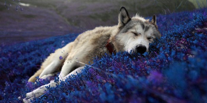 1920x1200 Beautiful,relaxing wallpaper of a wolf sleeping. : wallpapers