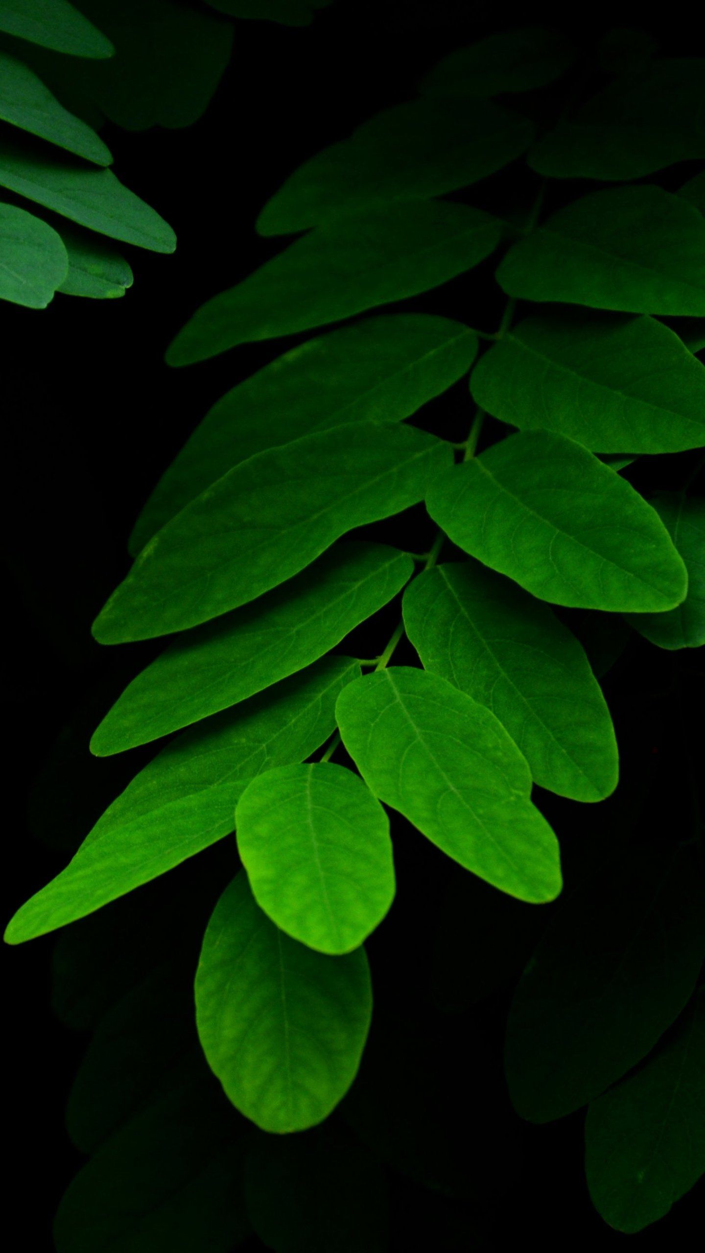 1440x2560 Leaves on Black Background Wallpaper - iPhone, Android & Desktop