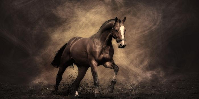 2560x1600 Horse Wallpapers