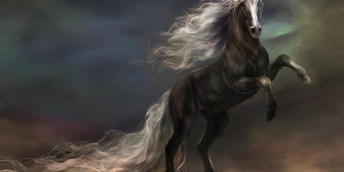 1600x1200 1407 Horse HD Wallpapers | Background Images