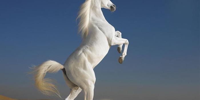 1920x1200 Beautiful white horse wallpapers and images wallpapers pictures