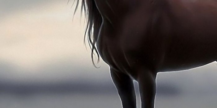 720x1280 Animal Horse Mobile Wallpaper | Moje ^^ | Horses, Horse wallpaper