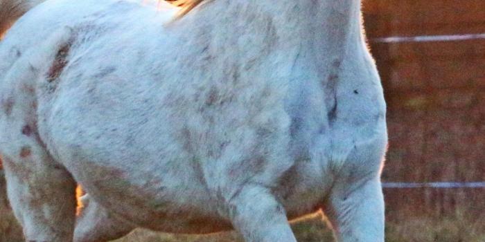 1440x2560 White Arabian Horse Wallpaper - iPhone, Android & Desktop Backgrounds