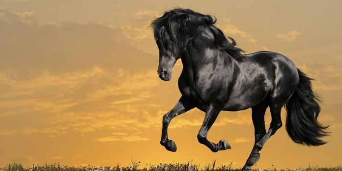 2560x1600 1407 Horse HD Wallpapers | Background Images