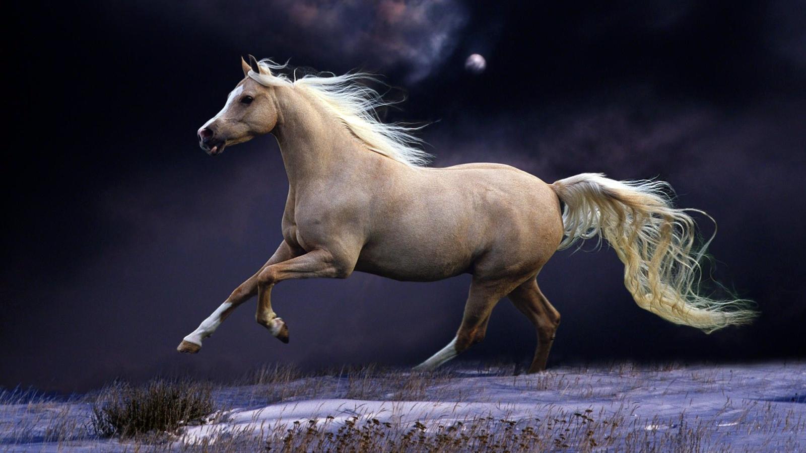 1920x1080 Beautiful Horse Wallpaper (66+ images)