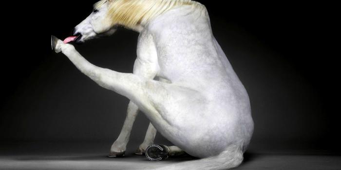 1920x1200 7 White Horse Wallpaper Wallpaper Seven White Horses - Seven Horse