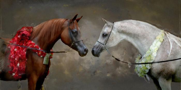 1600x900 Horse Wallpapers (44 images) - Wallpaper Stream