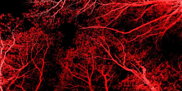 3554x1999 Trees From Another Angle ❤ 4K HD Desktop Wallpaper for 4K Ultra HD