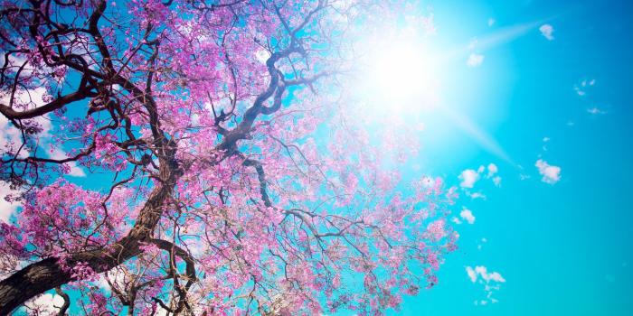 3000x2000 Low angle photography of Cherry Blossom Tree with blue sky HD