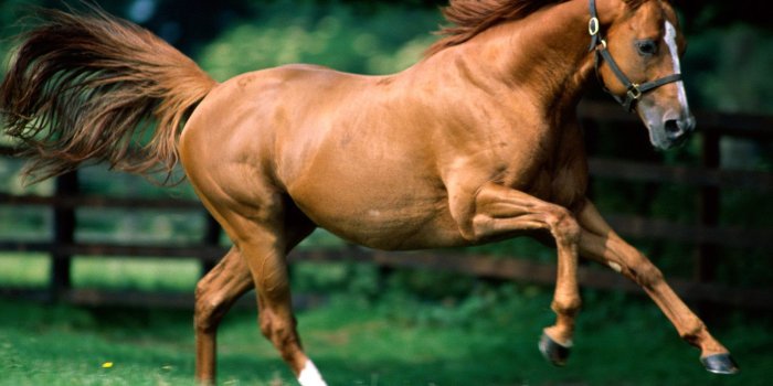 1600x1200 Brown Horse HD wallpaper | 1600x1200 | #11928